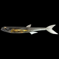 Силикон Megabass JAMILLA 3.75" col. NC KUROKIN