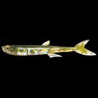 Силикон Megabass JAMILLA 3.75" col. NC MOROKO