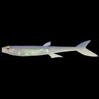 Силикон Megabass JAMILLA 3.75" col. NC PRO BLUE