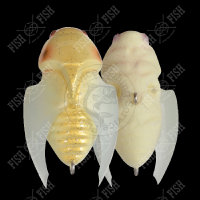 Воблер Megabass BEETLE-X HOVER CRAWL col. FF GLOW SHIROHITORI