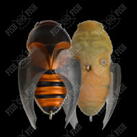 Воблер Megabass BEETLE-X HOVER CRAWL col. FF MEGABASS HORNET