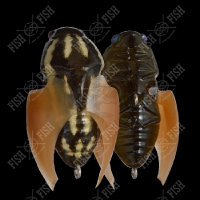 Воблер Megabass BEETLE-X HOVER CRAWL col. KAMIKIRI II