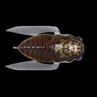 Воблер Megabass GRAND SIGLETT